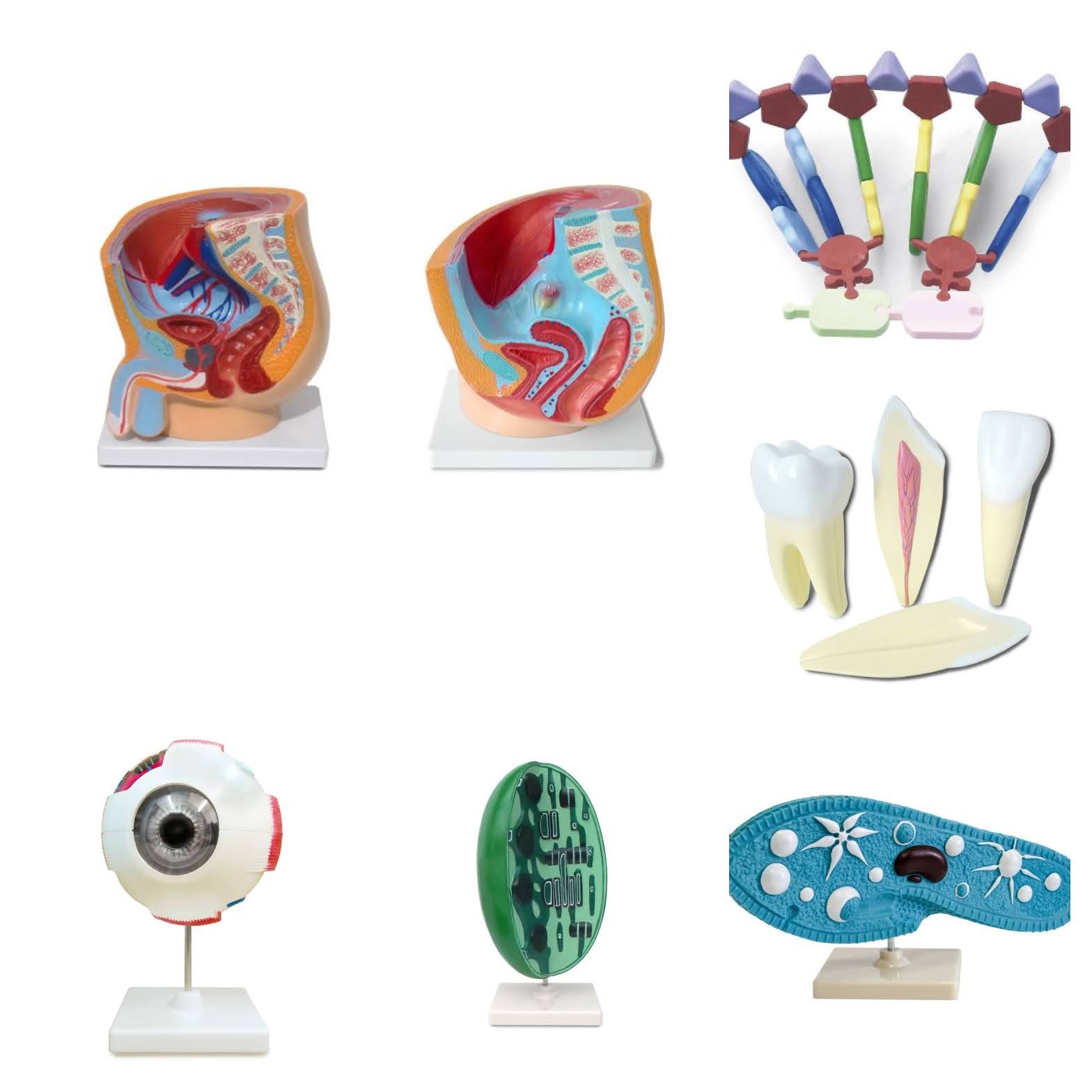 моделі колаж 2.jpg