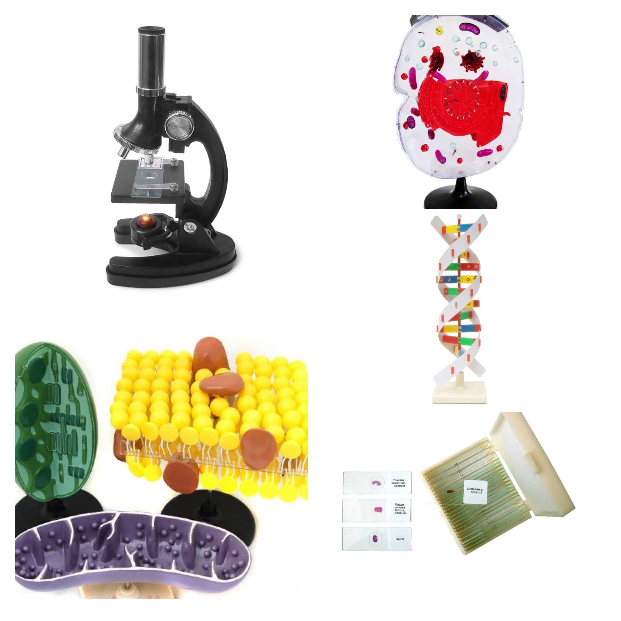 моделі колаж.jpg