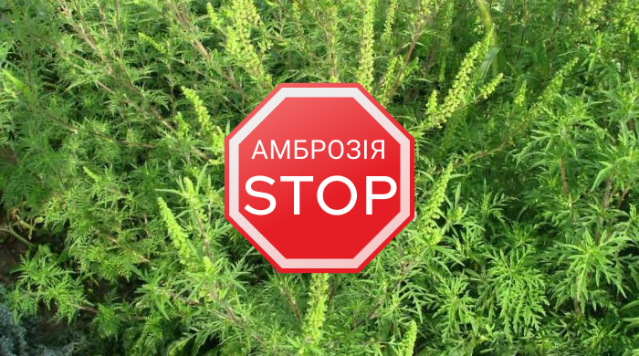 stop-ambroziya.jpg stop-ambroziya.jpg